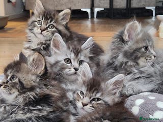 Maine Coon cats Pure Maine coon kittens ready now - Advert 4