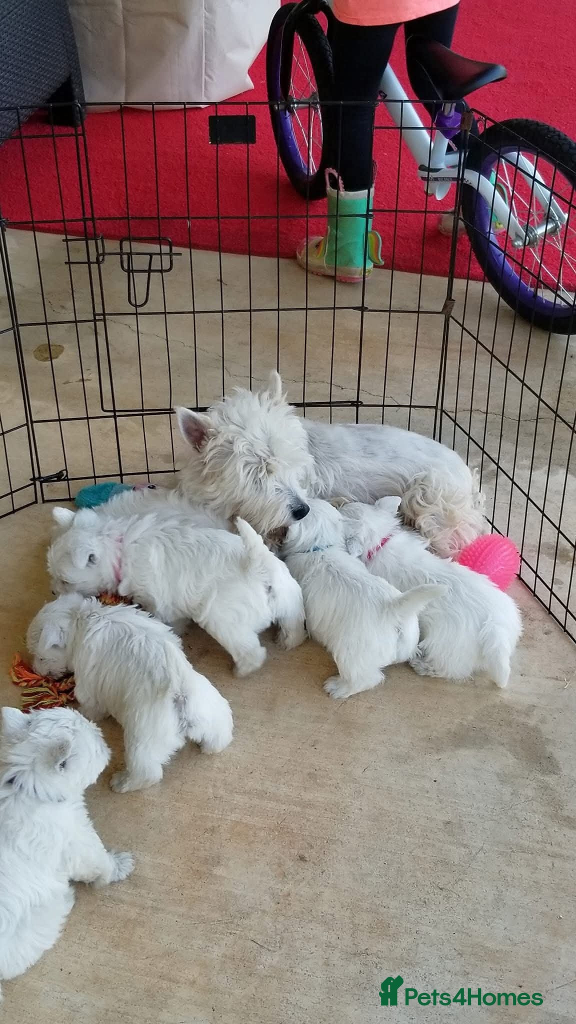 West Highland Terrier dogs for sale: KC REG AND AVAILABLE TO COLLECT in Bury - Advert 1