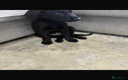 Mixed Breed dogs for sale: GSD x black Lab puppy  - Image 2