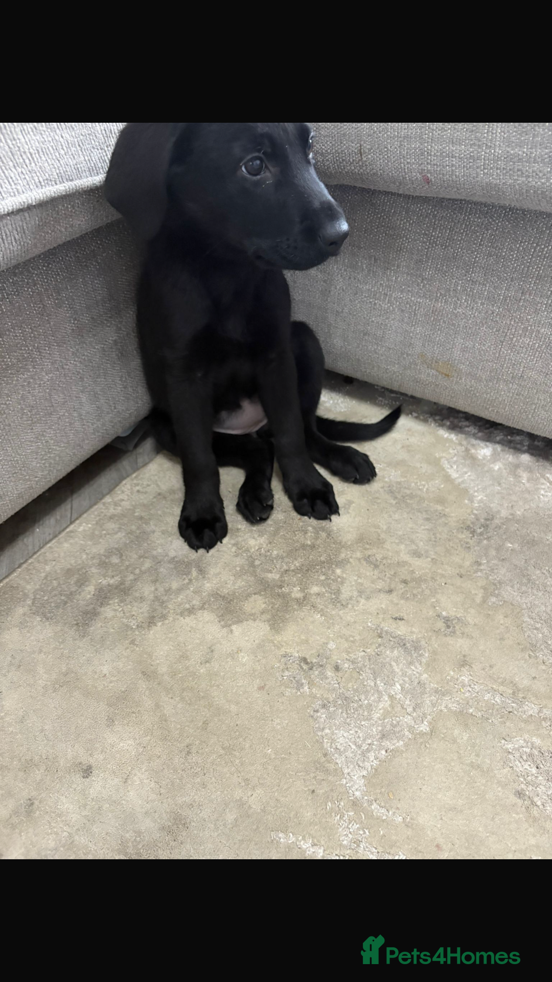 Mixed Breed dogs for sale: GSD x black Lab puppy  - Image 2
