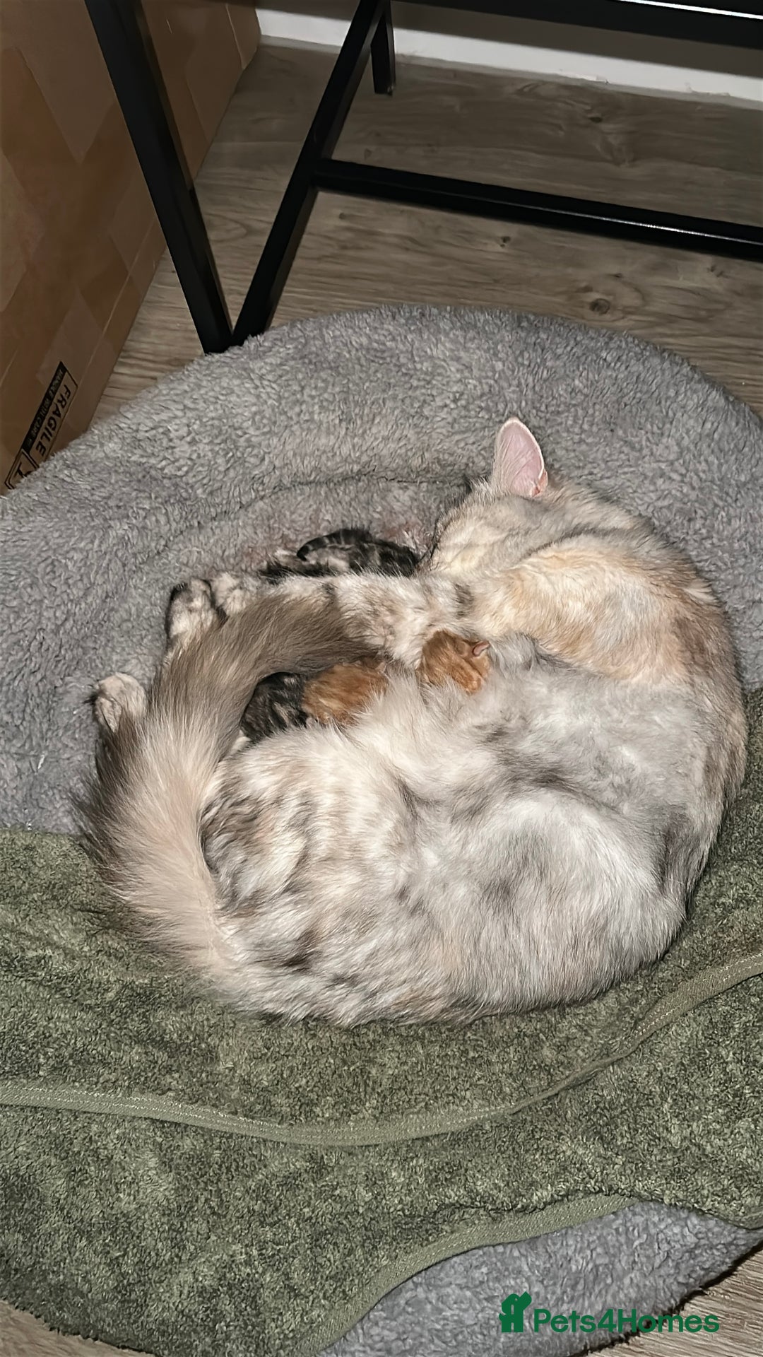 Mixed Breed cats for sale: Kittens available today! - Advert 3