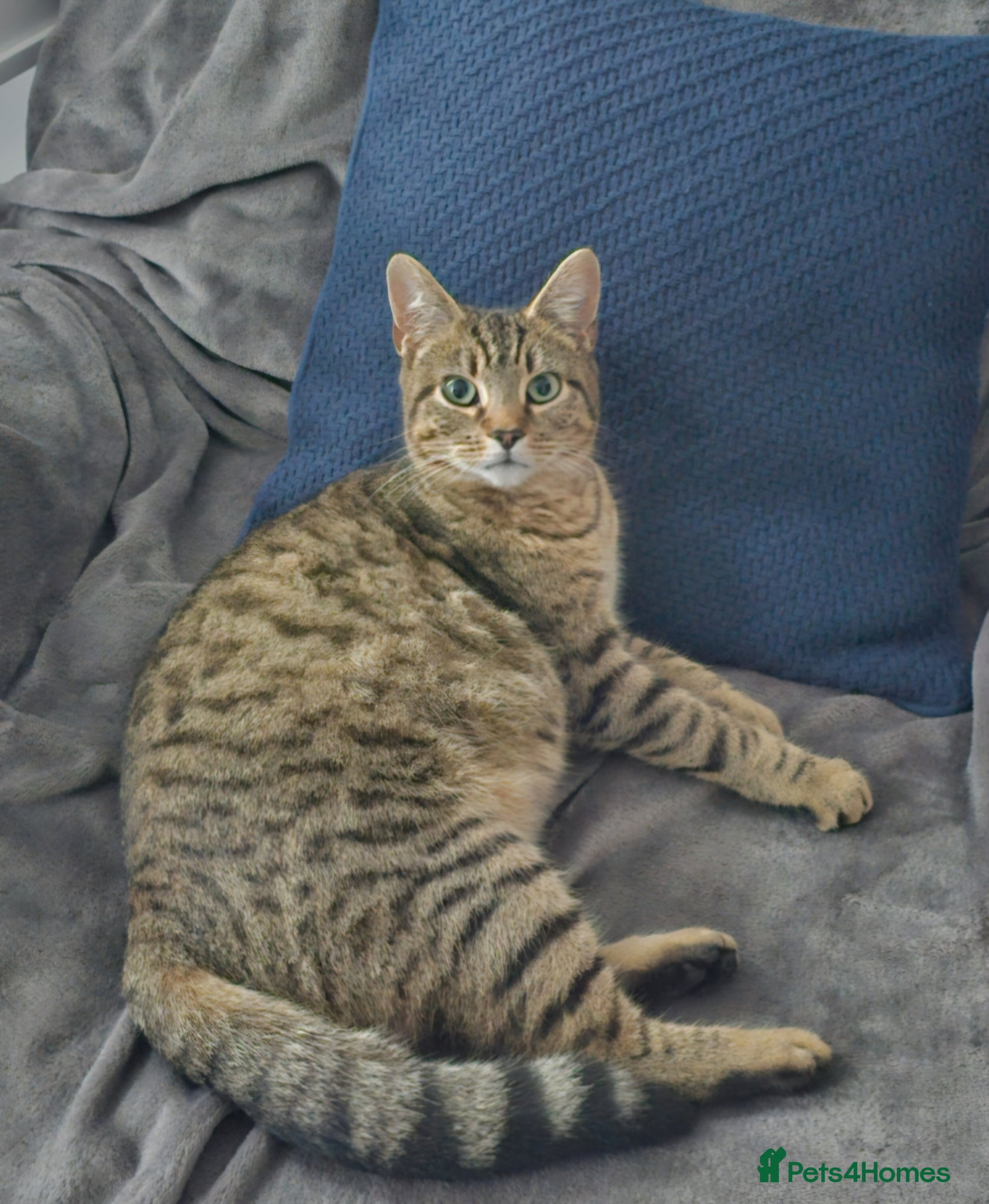 Mixed Breed cats Rehoming female tabby - Advert 1