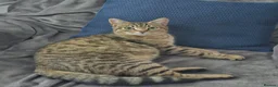 Mixed Breed cats for sale: Rehoming female tabby - Advert 1