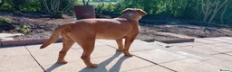 Dogue De Bordeaux dogs for sale: Thor and storm  in Mauchline - Advert 31