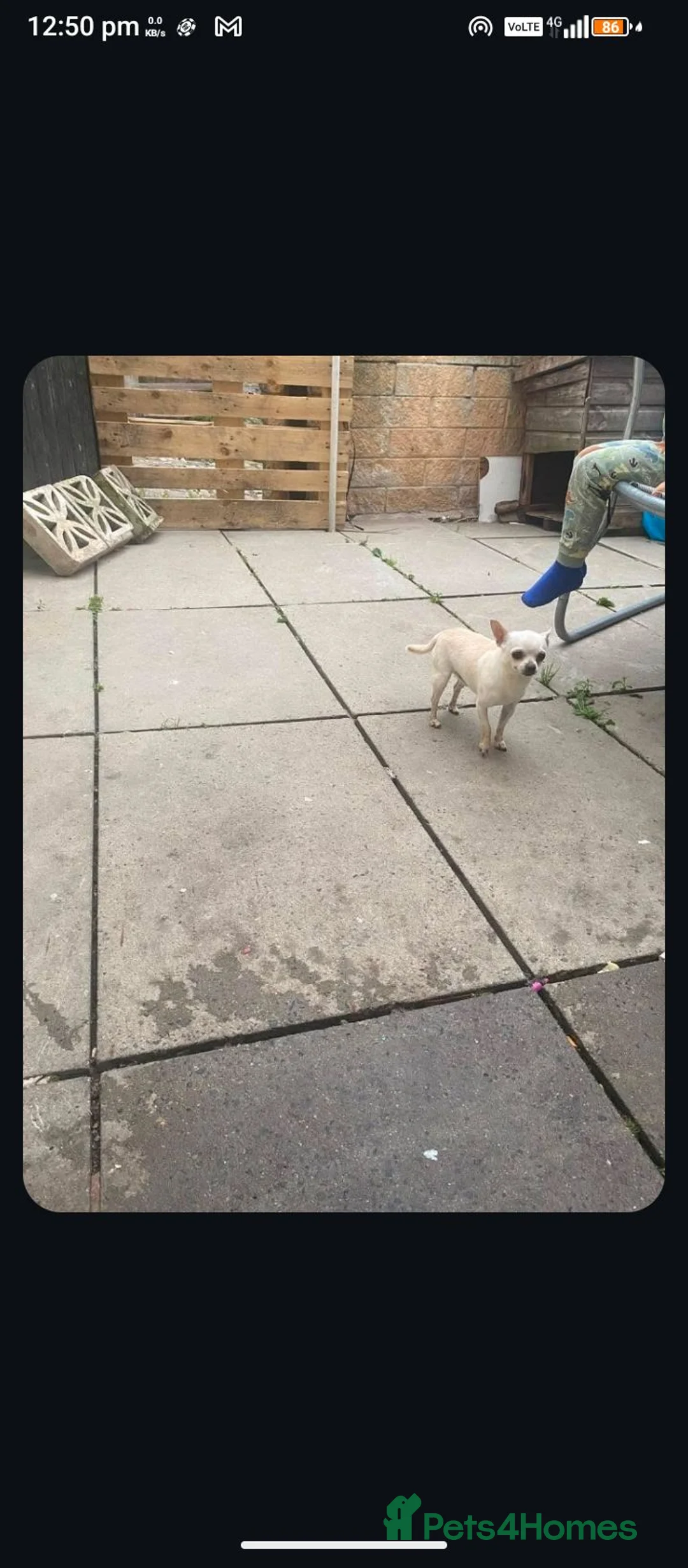 Chihuahua dogs for sale:  chihuahua boy 4 years old  in Burnley - Advert 1