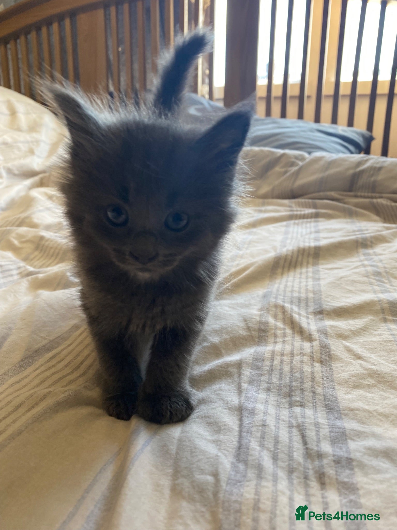 Maine Coon cats Maine coon kittens for sale  - Advert 1