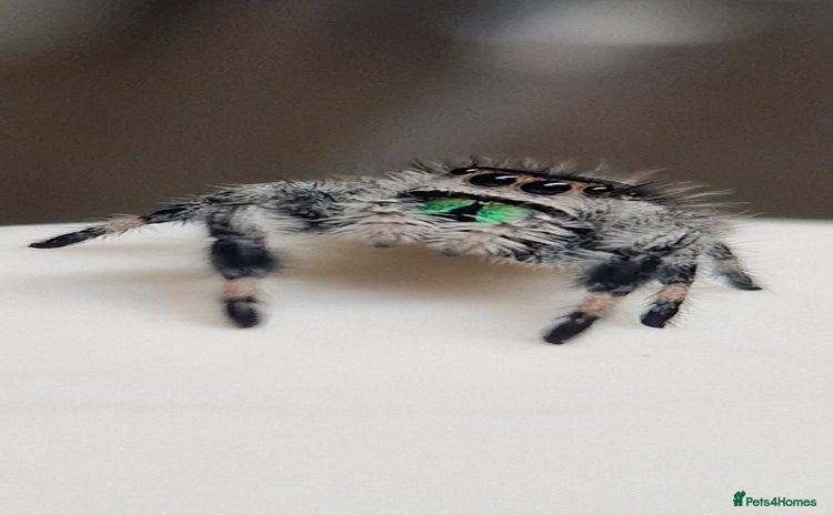 Spiders invertebrates - Advert 4