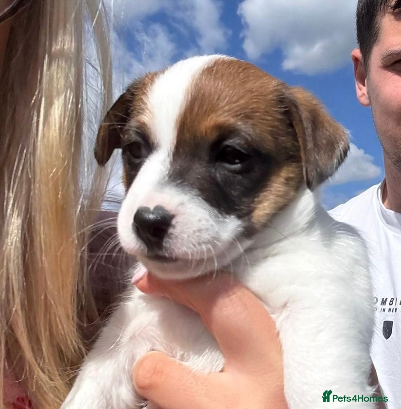 Jack Russell dogs Jack Russell puppies for sale  - Advert 7