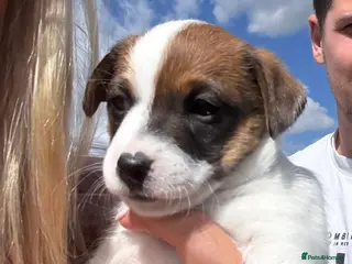 Jack Russell dogs Jack Russell puppies for sale - Advert 2