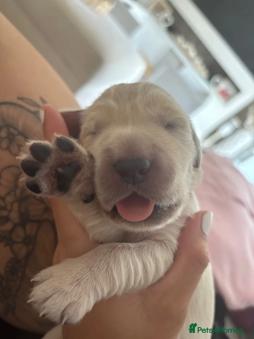 Golden Retriever dogs for sale: Golden retriever puppies waiting list open - Advert 2