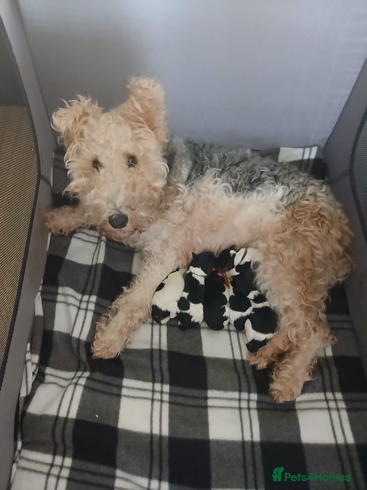 Fox Terrier dogs Beautiful wire fox terrier  - Advert 13