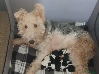 Fox Terrier dogs Beautiful wire fox terrier - Advert 13