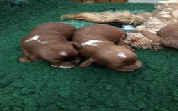 Cockapoo dogs for sale: Cockapoo puppies - Image 1