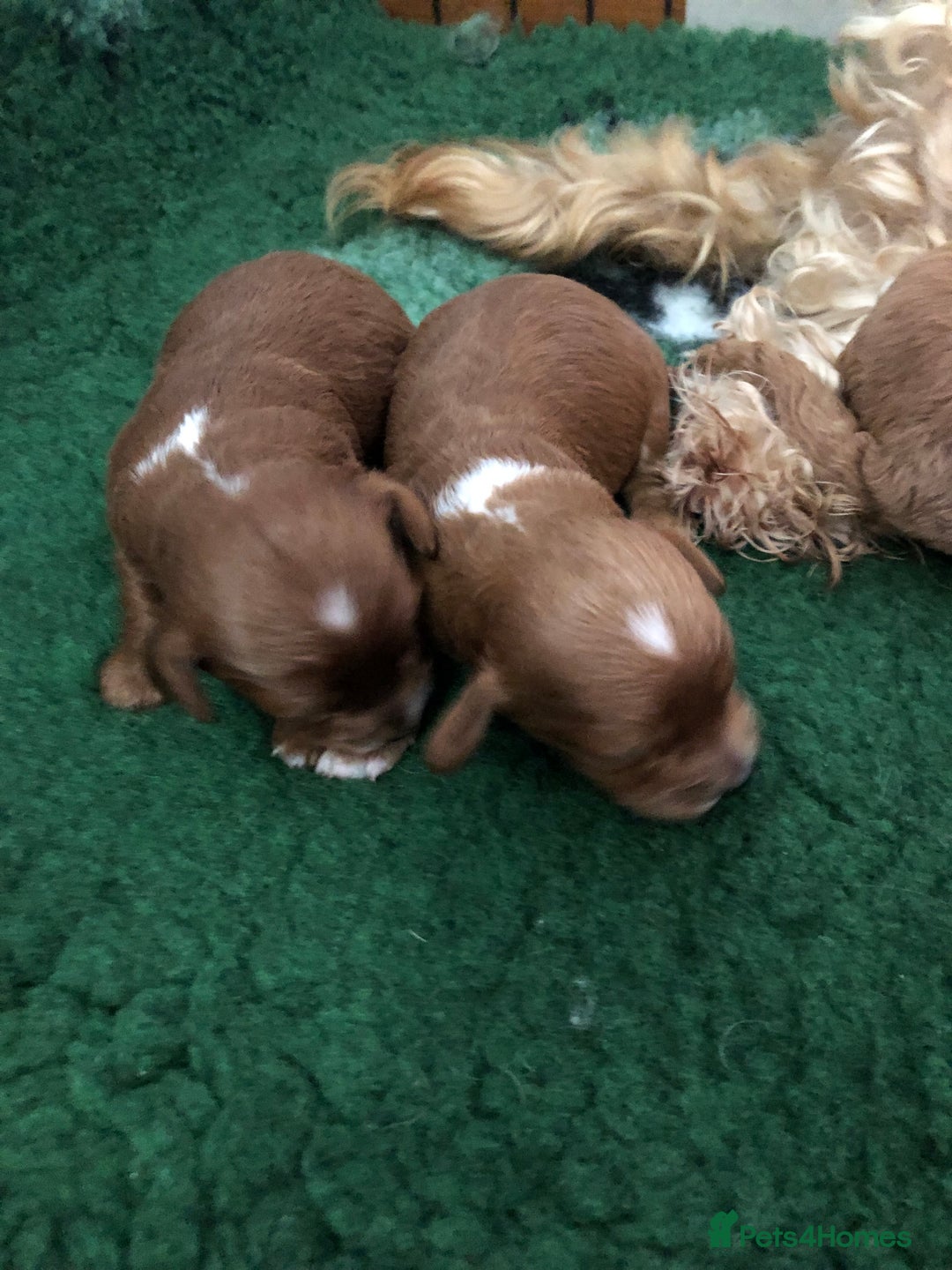 Cockapoo dogs for sale: Cockapoo puppies - Image 1