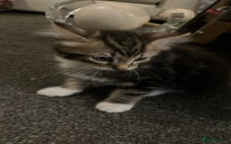 Maine Coon cats for sale: Maincoon x tabby cat  - Image 9