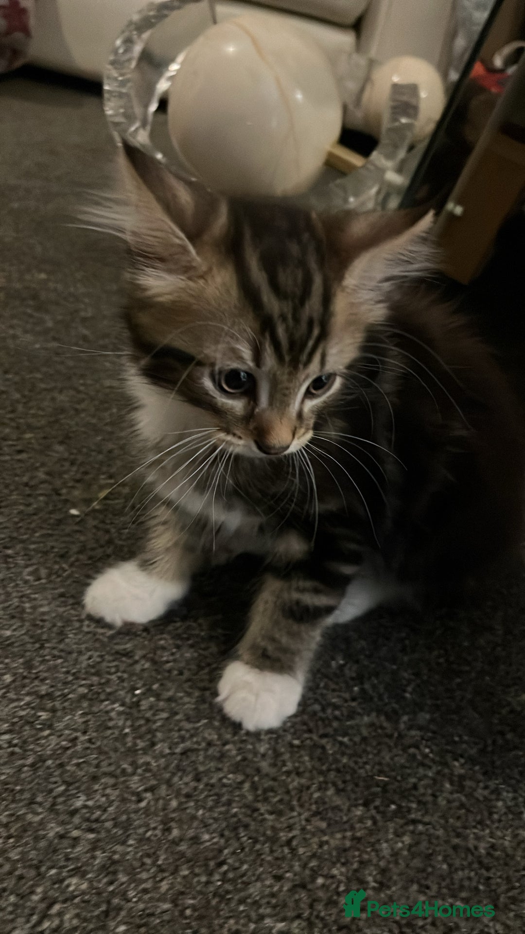 Maine Coon cats for sale: Maincoon x tabby cat  - Image 9