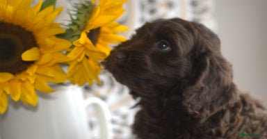 Cockapoo dogs - Advert 16