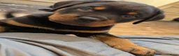 Rottweiler dogs for sale: Rottweiler pups looking for homes  - Advert 9