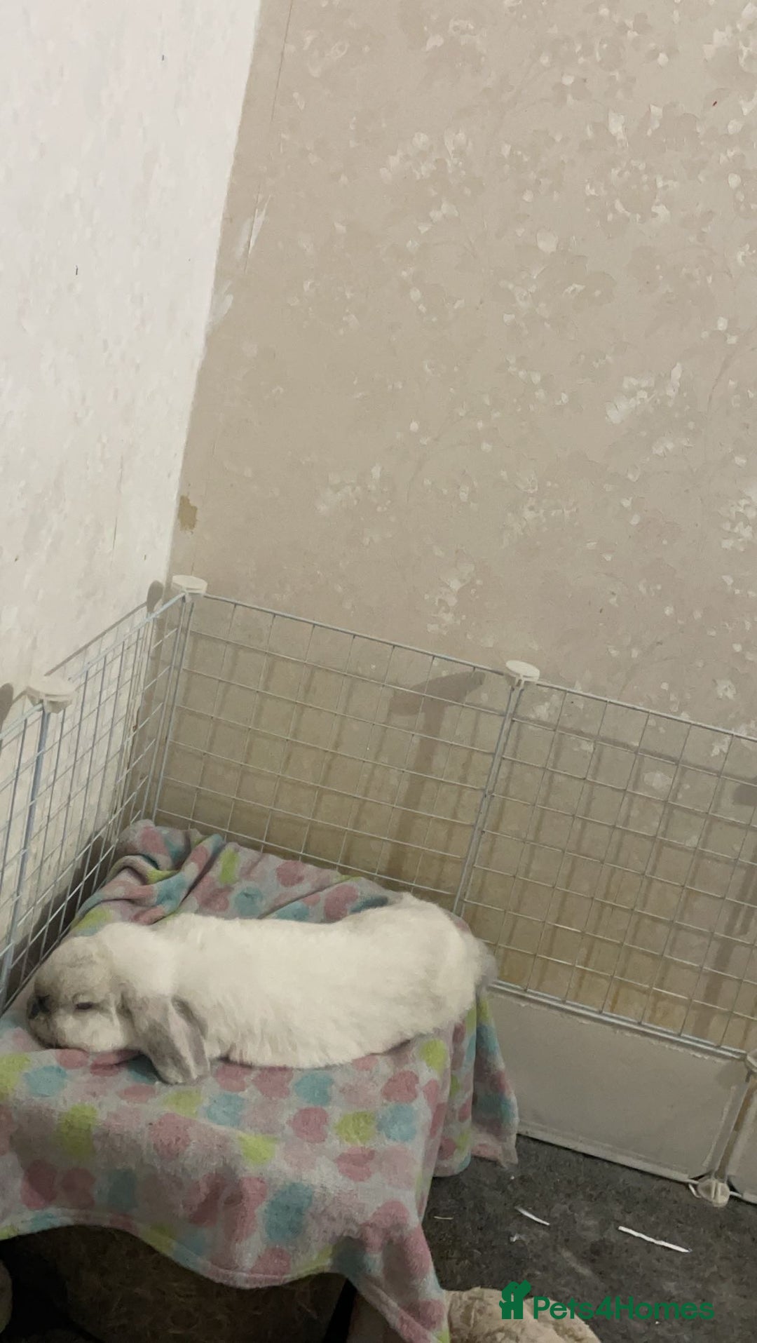 Mini Lop rabbits for sale: Hello I’m Bear - Image 2