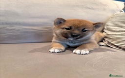 Japanese Shiba Inu dogs for sale: Health Tested Japanese Shiba Inu Puppies  - Image 1
