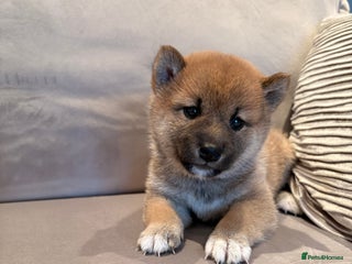 Japanese Shiba Inu dogs - Advert 1