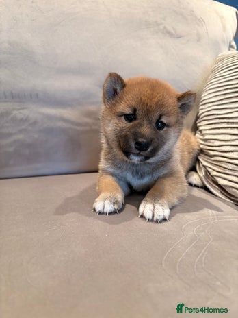 Japanese Shiba Inu dogs - Advert 1