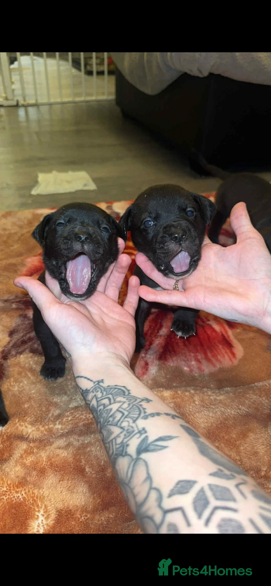 Mixed Breed dogs for sale: Cancorso x puppies  - Advert 1