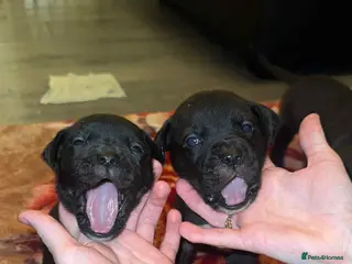 Mixed Breed dogs Cancorso x puppies - Advert 2