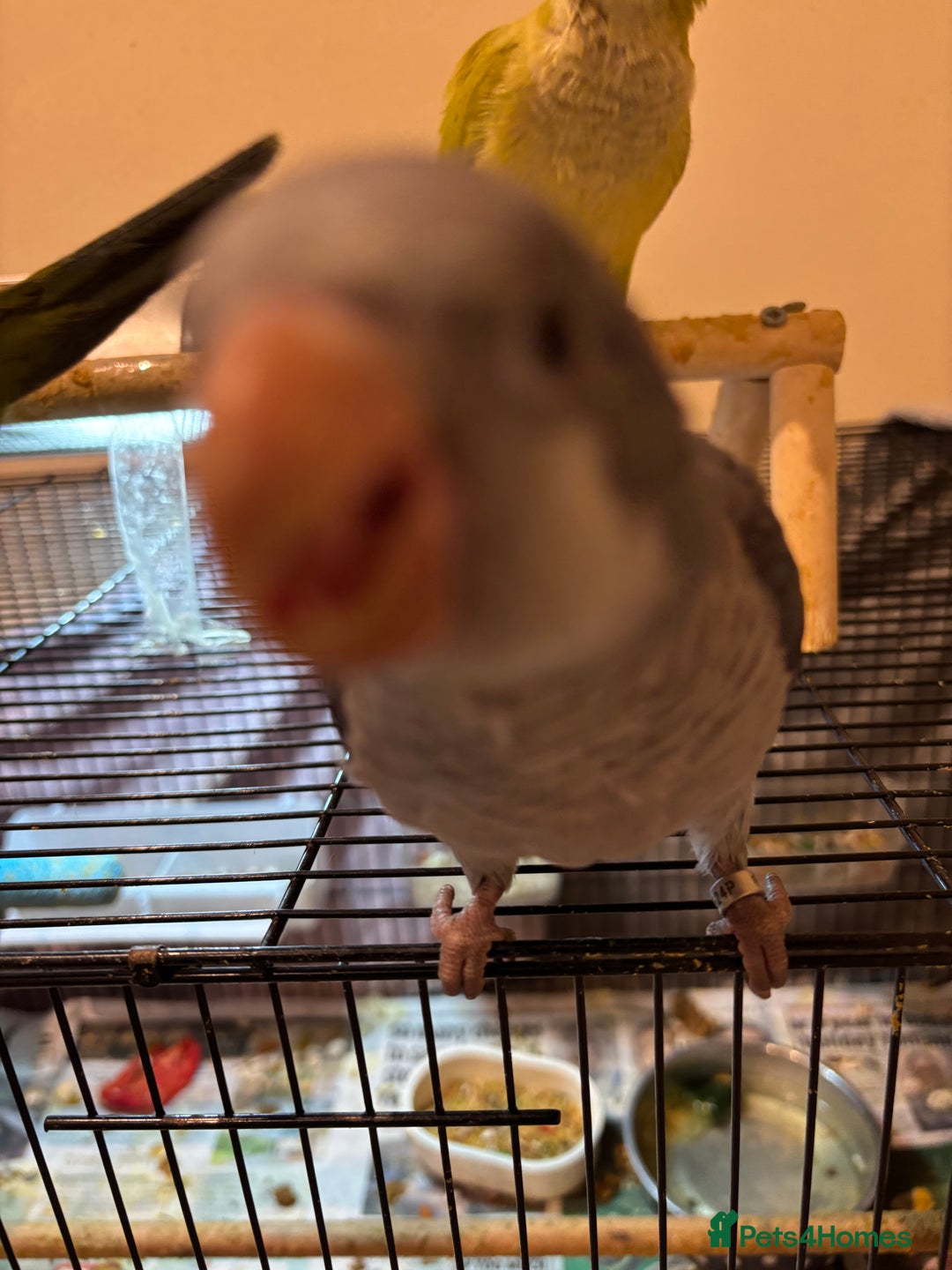 Parrots birds for sale: Hand reared baby quaker - Image 11