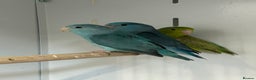 Parakeets birds for sale: Stunning Various Baby Celestial Parrotlets - Advert 2