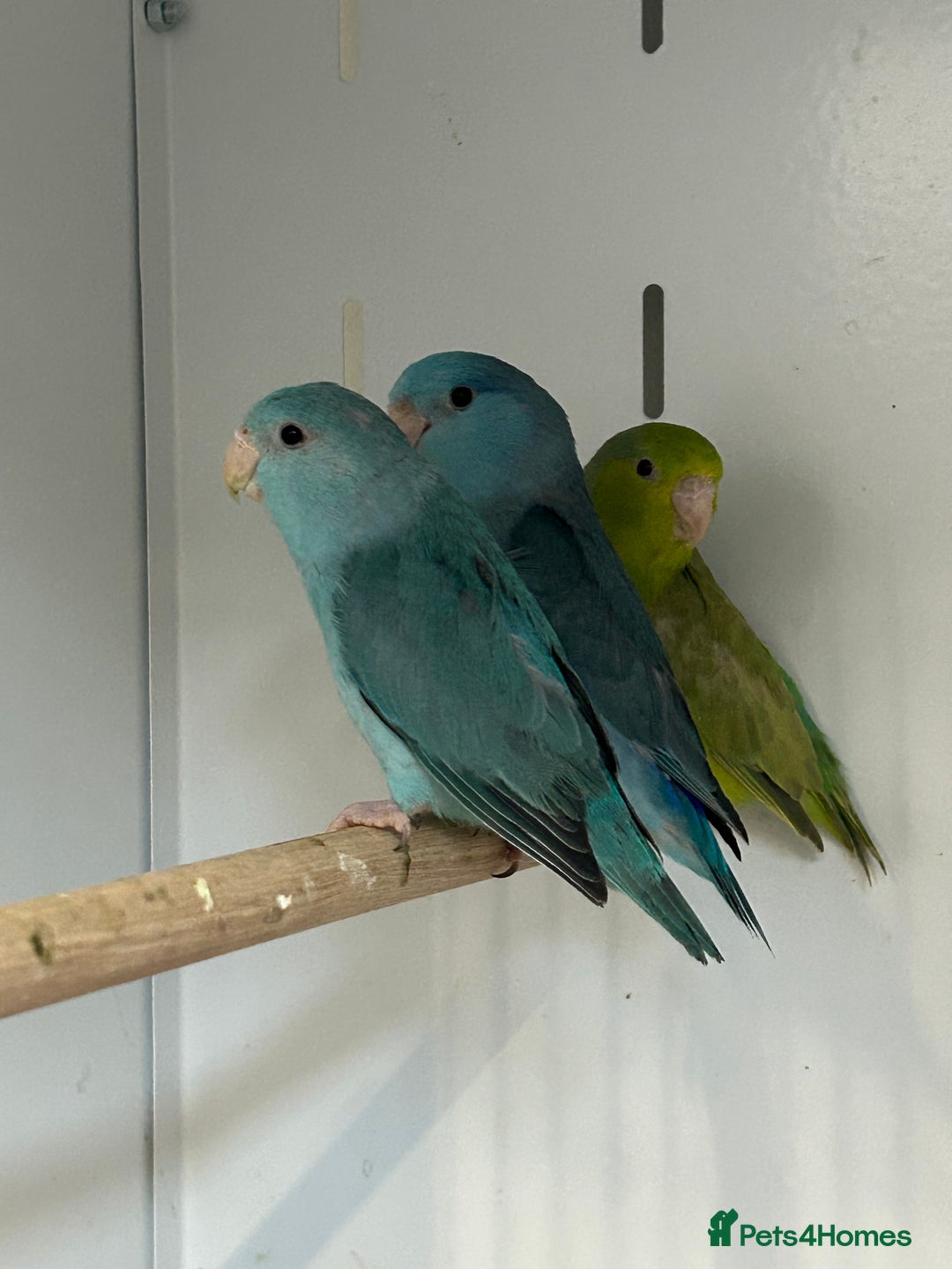 Parakeets birds for sale: Stunning Various Baby Celestial Parrotlets - Advert 2