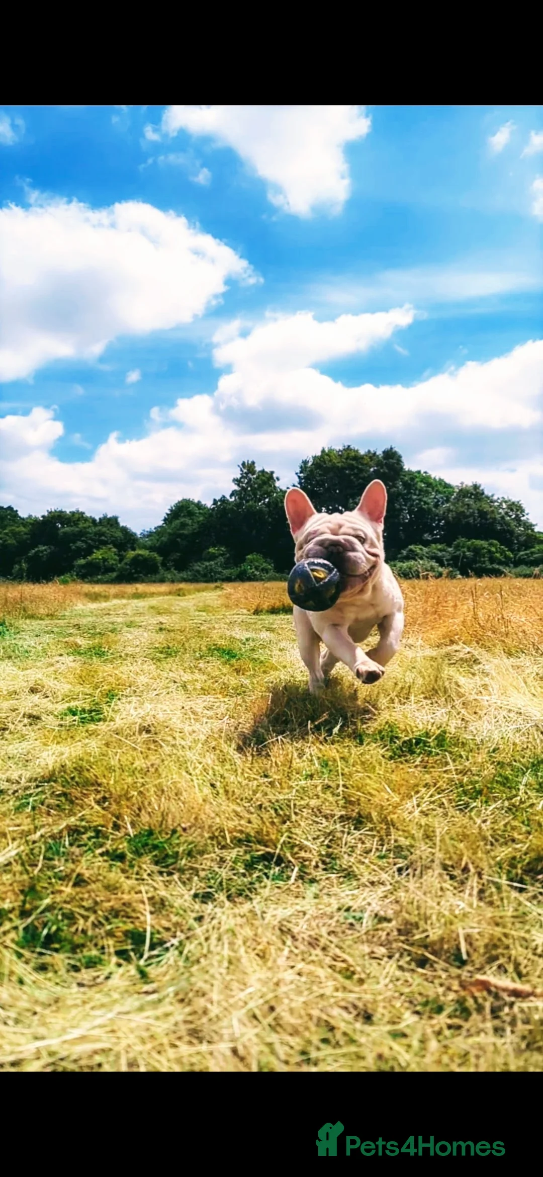 French Bulldog dogs for stud: Lilac platinum french bulldog stud in Portsmouth - Advert 4