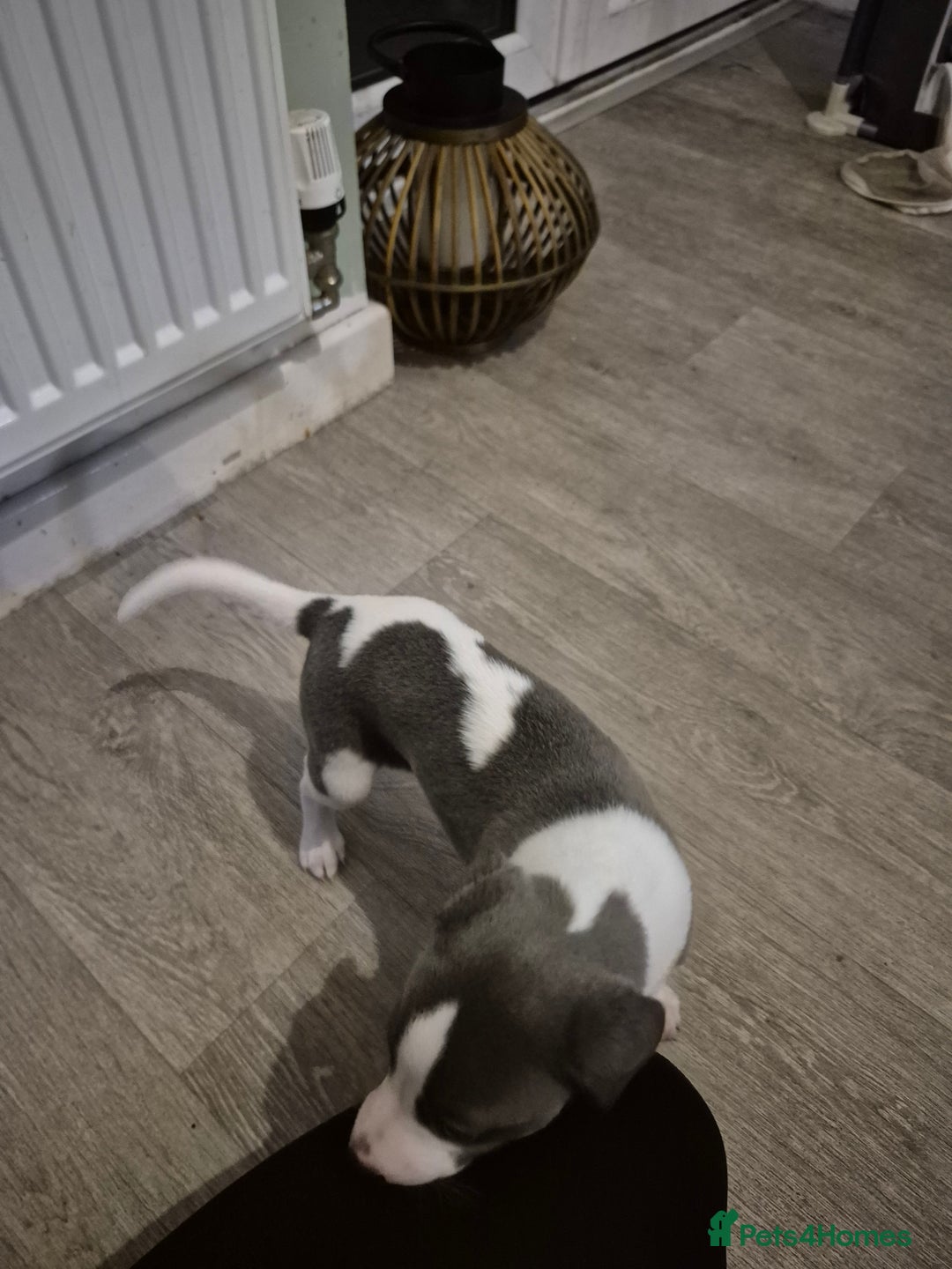 Whippet dogs for sale: KC Reg Whippet Puppy Blue & White Boy - Image 4