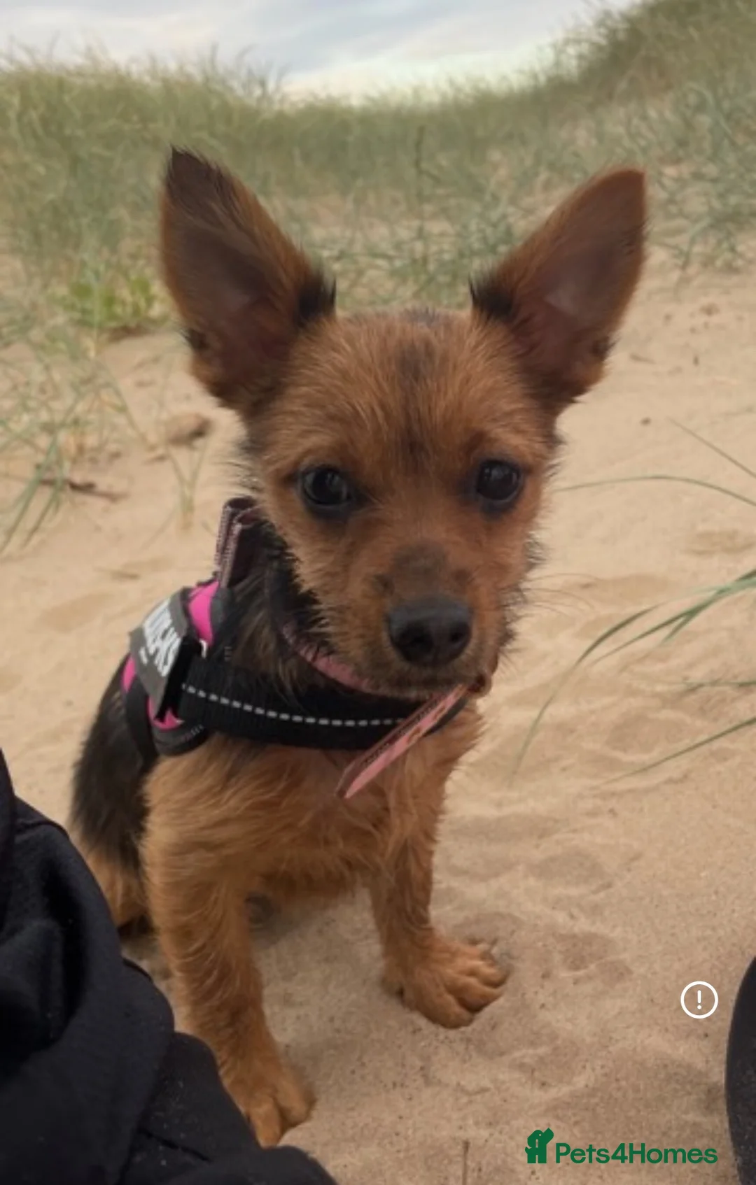 Mixed Breed dogs for sale: Bella - Advert 2