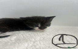 Mixed Breed cats for sale: 6 stunning kitten  - Image 1