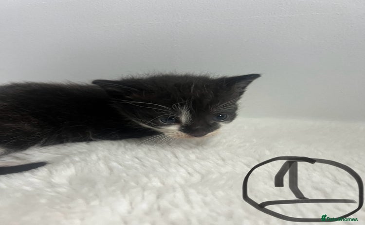 Mixed Breed cats - Advert 10