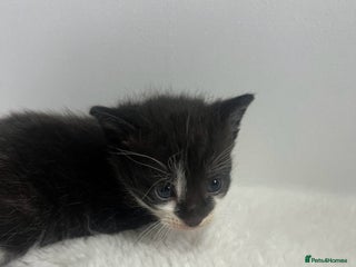 Mixed Breed cats - Advert 12