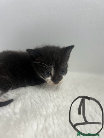 Mixed Breed cats - Advert 10