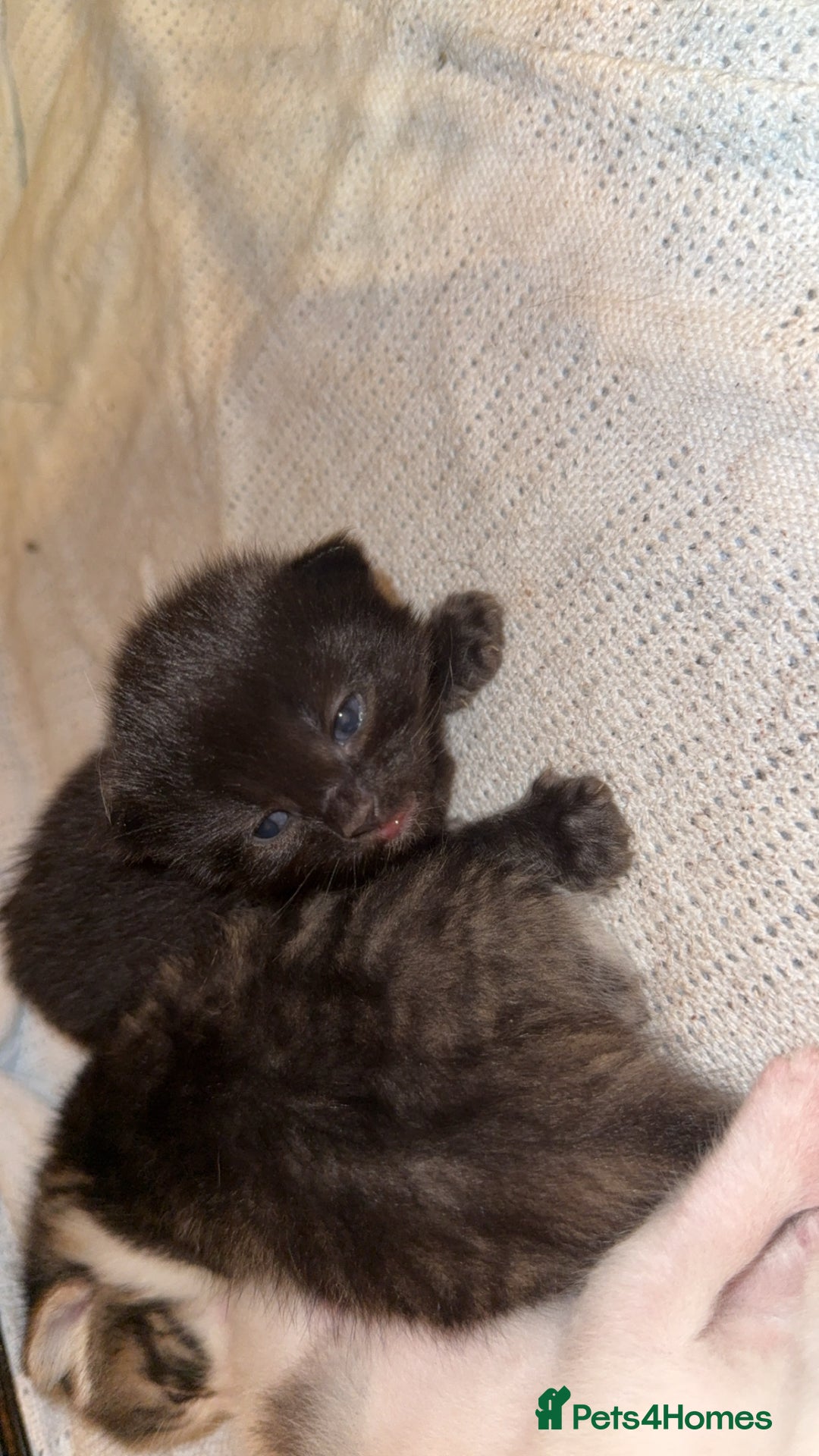 Domestic Shorthair cats for sale: 1 black, 1 tabby kitten - Image 3