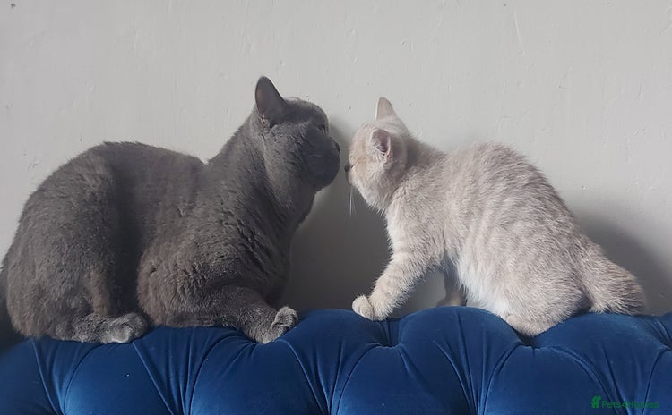 British Shorthair cats - Advert 3