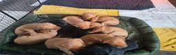 Labrador Retriever dogs for sale: Litter of fox red and black Labrador puppies  - Advert 4