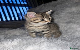Domestic Shorthair cats for sale: Beautiful Kittens looking for a forever home - Image 4