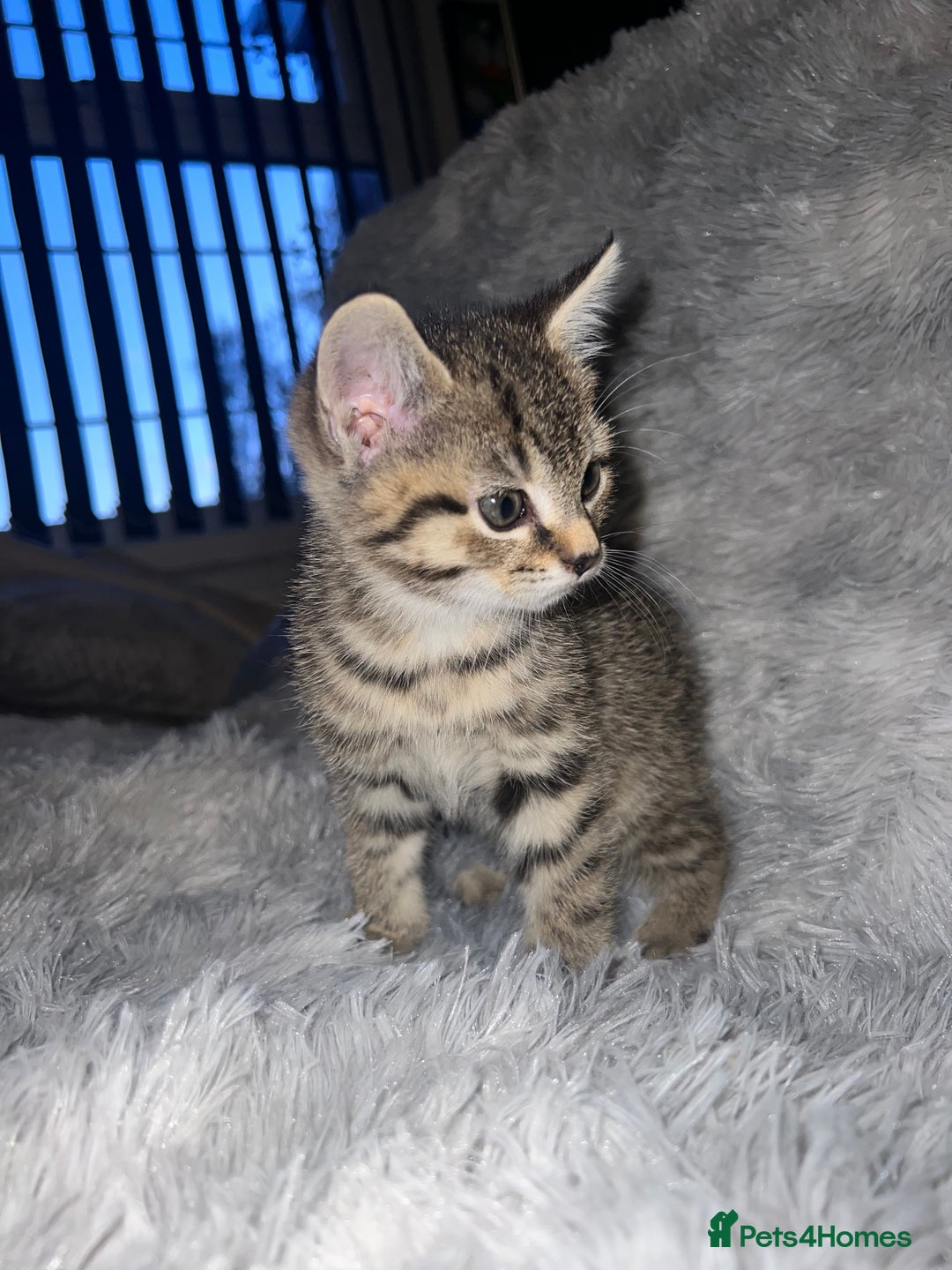 Domestic Shorthair cats for sale: Beautiful Kittens looking for a forever home - Image 4