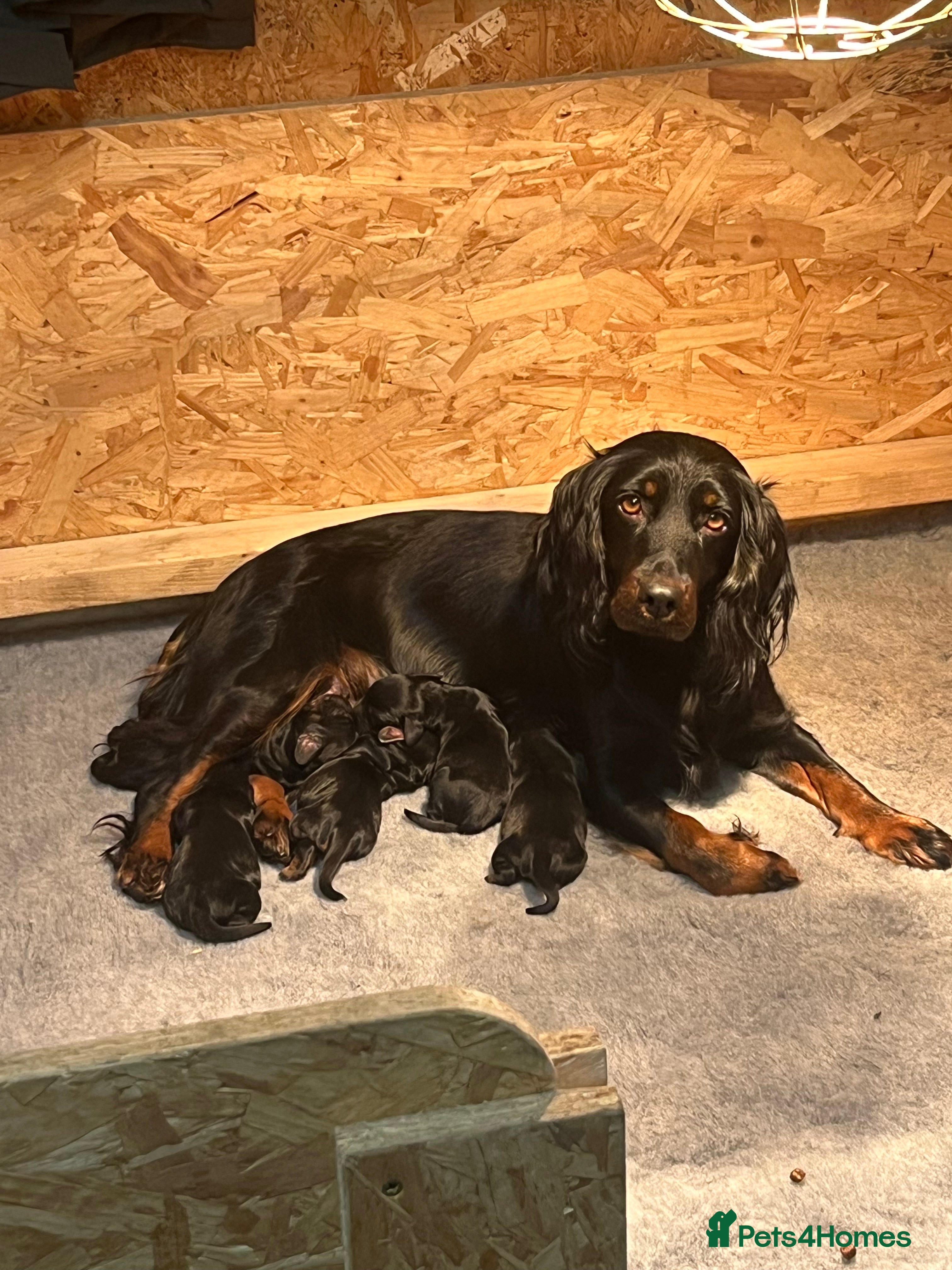 Cocker Spaniel dogs KC working cocker spaniel puppies  - Advert 1