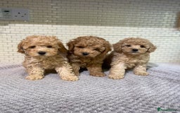 Toy Poodle dogs for sale: KC Girl Toy Poodle Girl  - Image 9