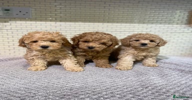 Toy Poodle dogs - Advert 14