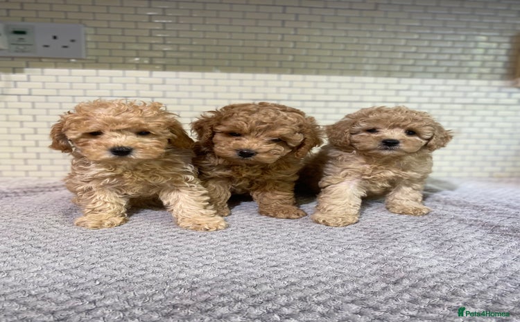 Toy Poodle dogs - Advert 4