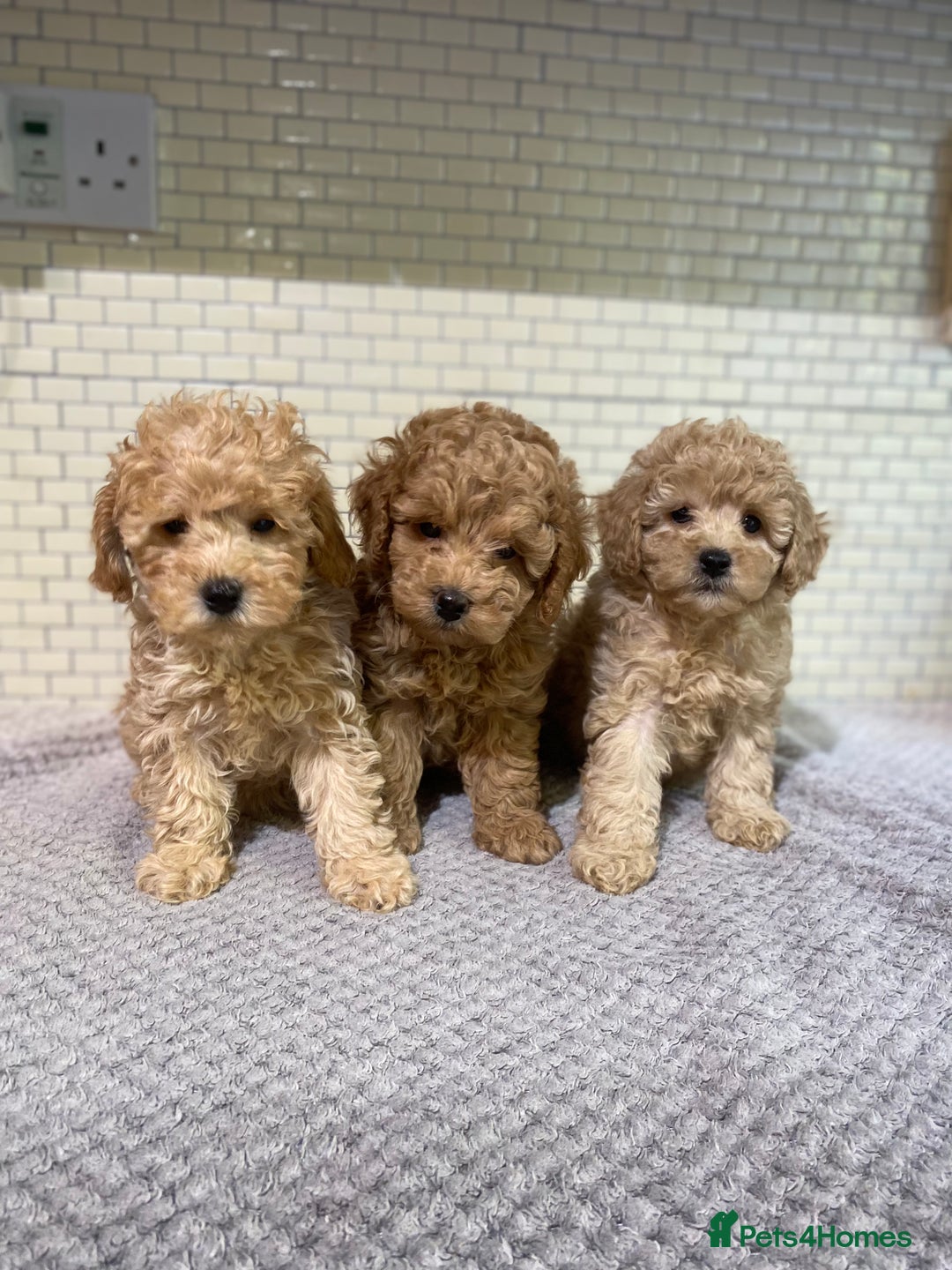 Toy Poodle dogs for sale: KC Girl Toy Poodle Girl  - Image 9