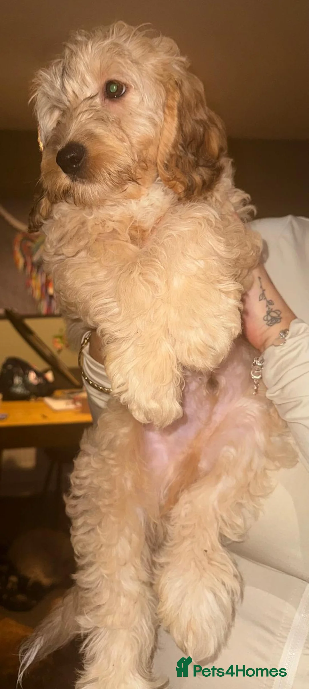 Cockapoo dogs for sale: 🌼 a beautiful litter of 6 cockerpoos/poodles - Advert 2