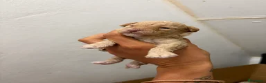Cream girl